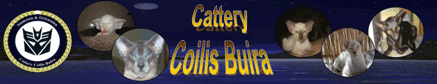 Cattery Coilis Buira
