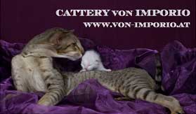 Catttery von Imporio