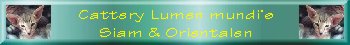 Lumen Mundi's Siamesen & Orientalen